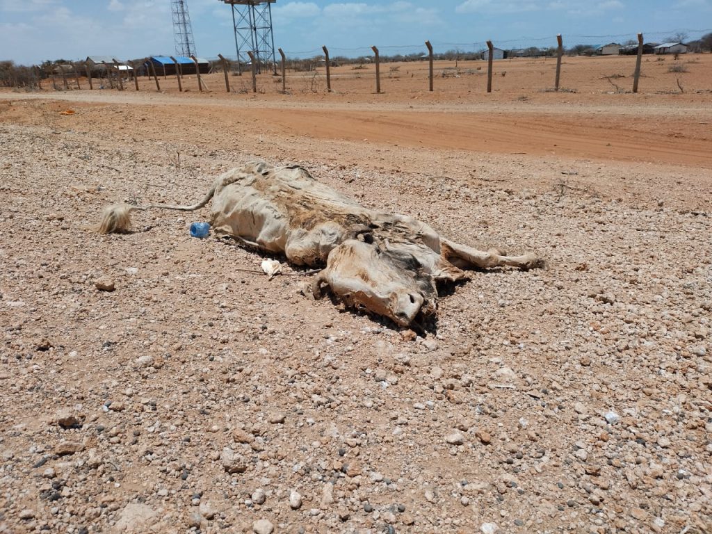 Dead cow lies on the ground.